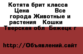 Котята брит класса › Цена ­ 20 000 - Все города Животные и растения » Кошки   . Тверская обл.,Бежецк г.